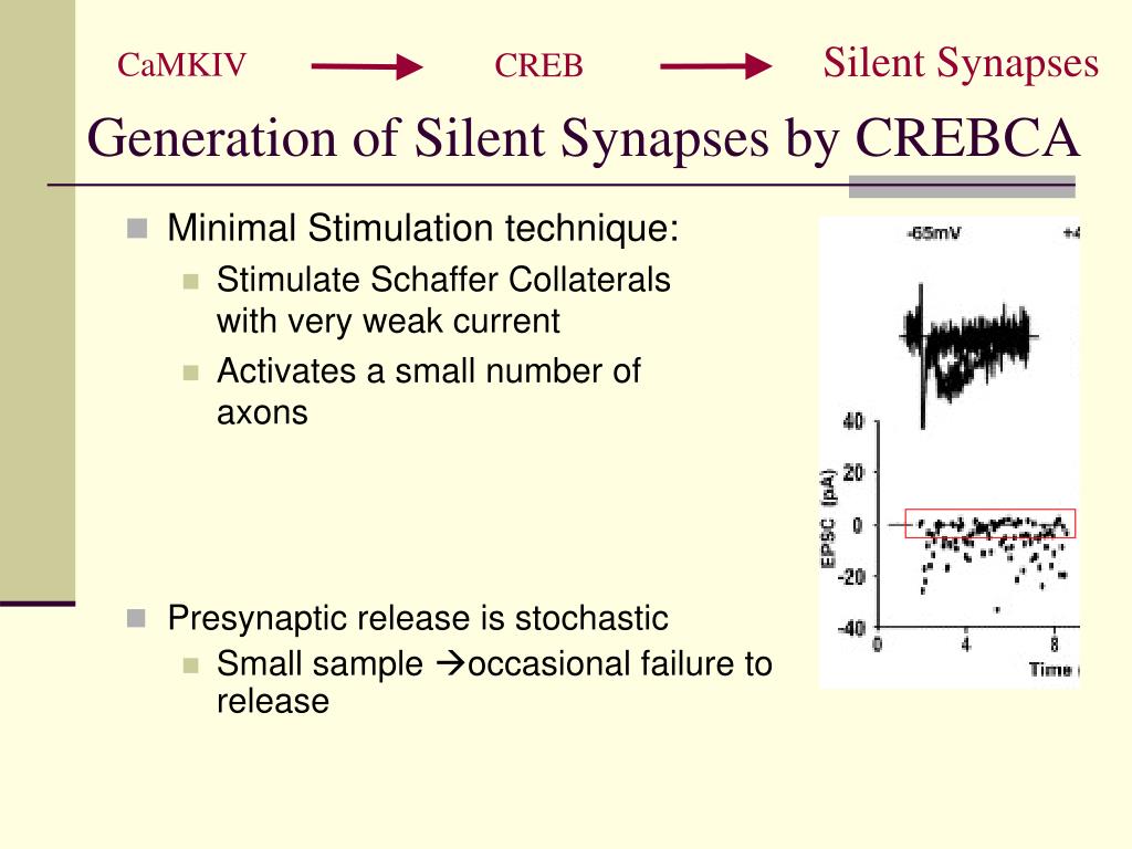 PPT Generation of Silent Synapses by Acute In Vivo Expression of