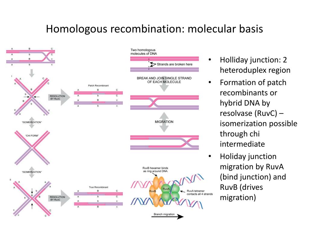 Структуры атомик. Модель Холлидея рекомбинации. Homologous recombination. Гомологичная рекомбинация модель Холлидея. Homologous DNA recombination.