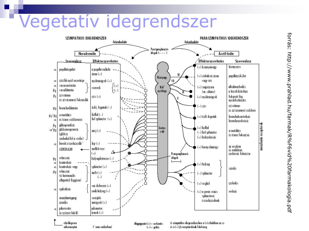 PPT - Vegetatív idegrendszer PowerPoint Presentation, free download -  ID:4652891