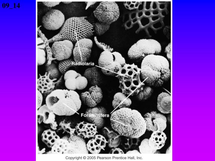 Minerals That Crystallize Directly From Seawater Are Examples Of
