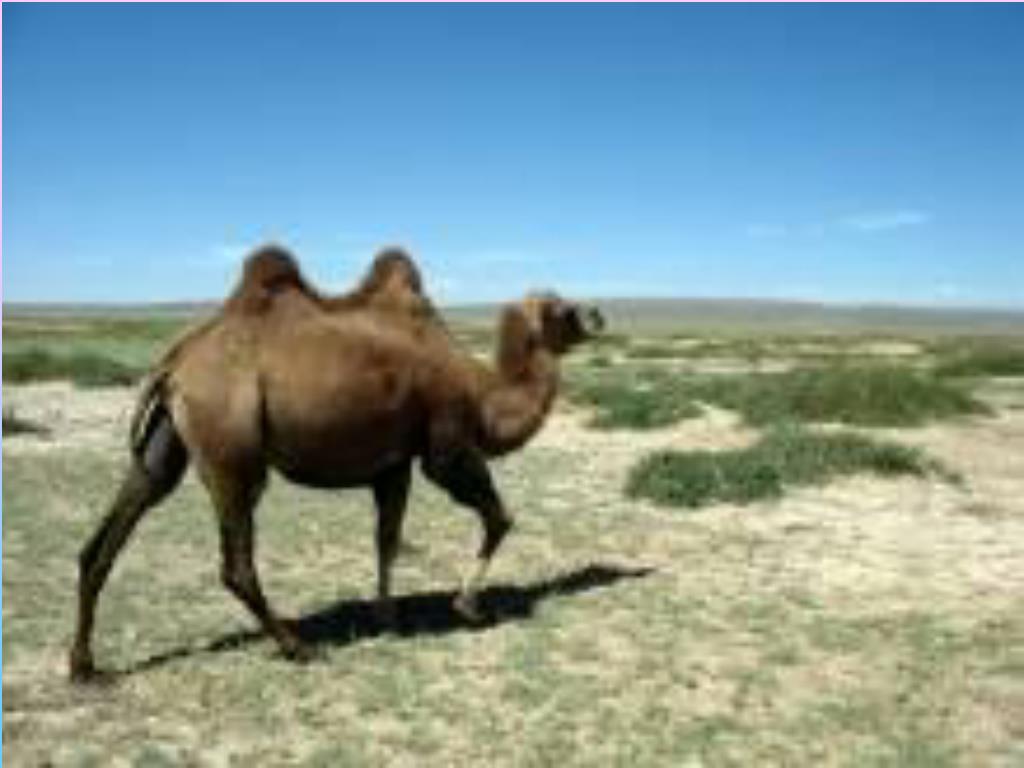 Верблюд в тундре. Физиологическая адаптация верблюда. Верблюд. Физиологические адаптации у верблюдов. Поведенческие адаптации верблюда.