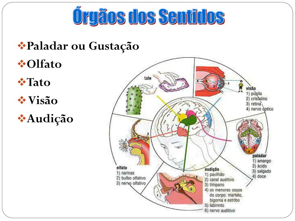 PPT - SISTEMA SENSORIAL PowerPoint Presentation, Free Download - ID:4657354