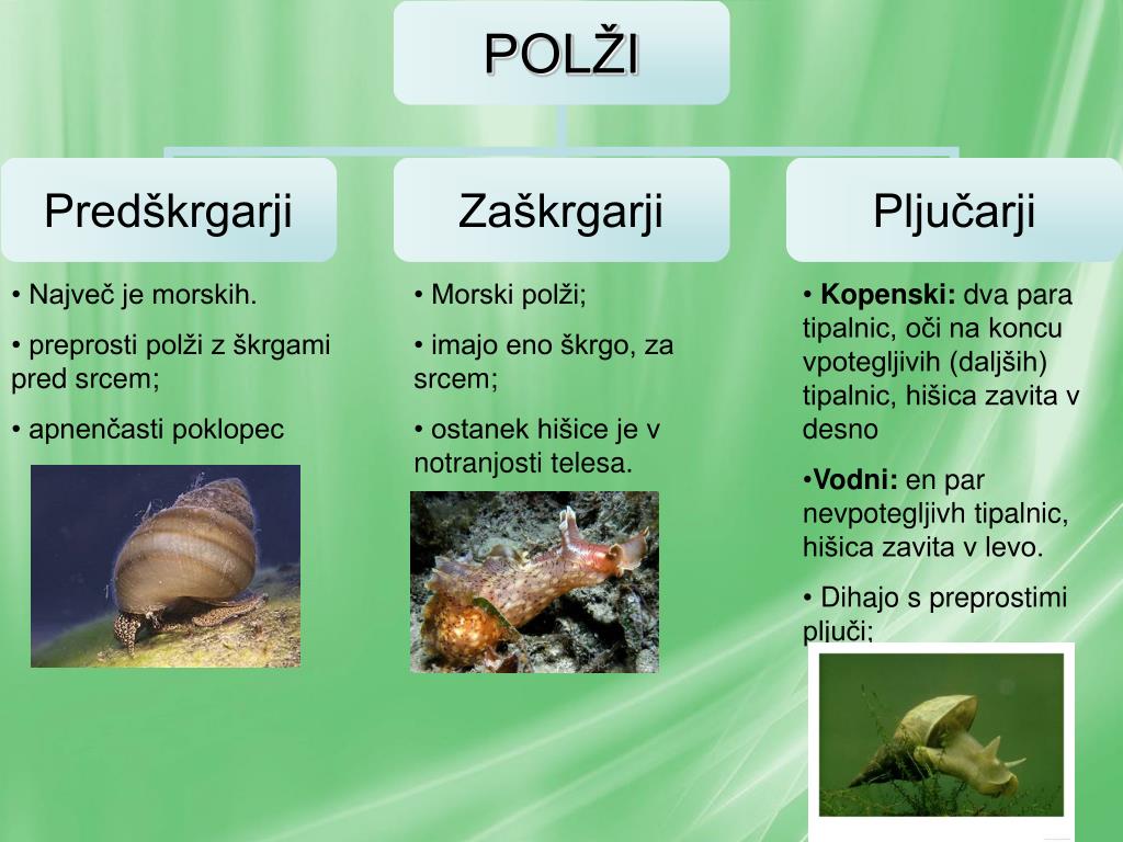 PPT - MEHKUŽCI PowerPoint Presentation, free download - ID:4659269