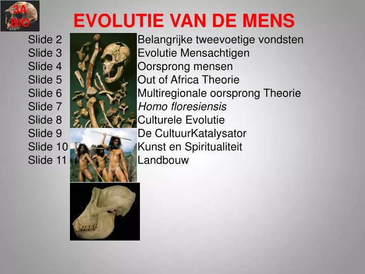 PPT - EVOLUTIE VAN DE MENS PowerPoint Presentation, free download - ID
