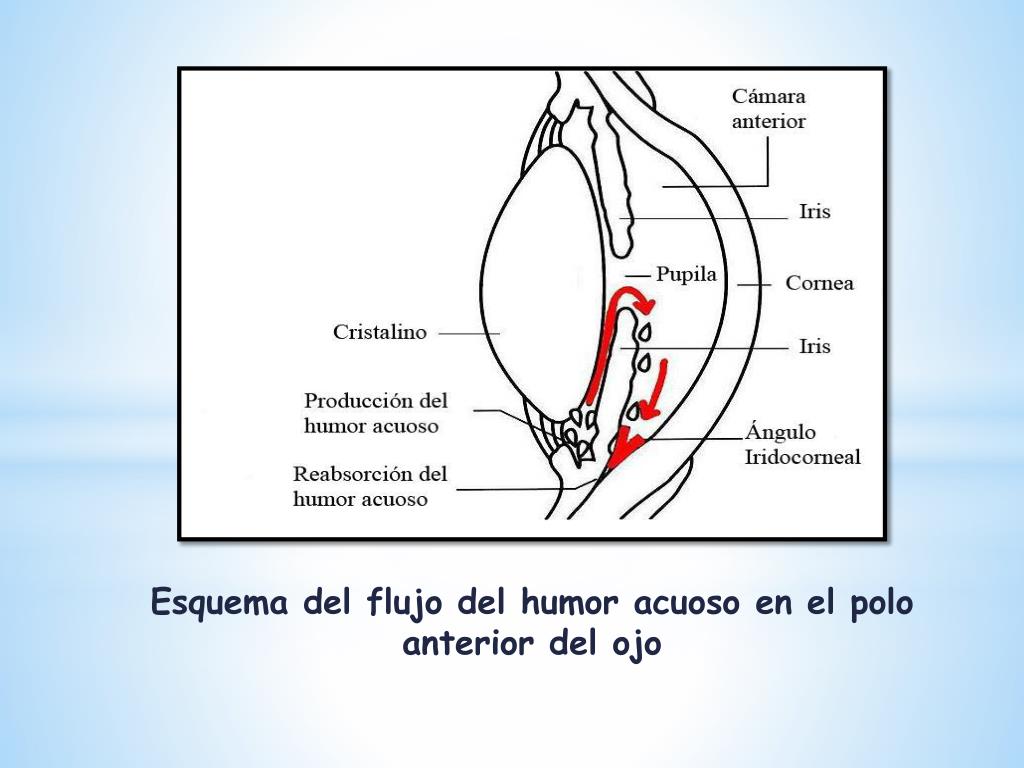 PPT EL OJO HUMANO PowerPoint Presentation Free Download ID 4660159