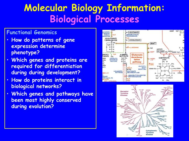 biology isu Biological sciences 202 life sciences building baton rouge, la 70803 telephone: (225) 578-2601 fax: (225) 578-2597. biology isu Biological sciences 202 life sciences building baton rouge, la 70803 telephone: (225) 578-2601 fax: (225) 578-2597.