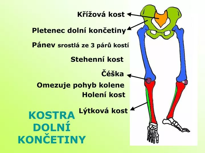 PPT - KOSTRA DOLNÍ KONČETINY PowerPoint Presentation, free download -  ID:4672434