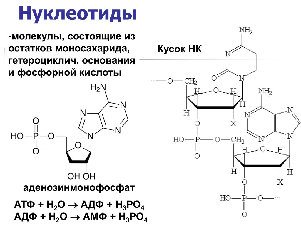 Атф состоит из остатков