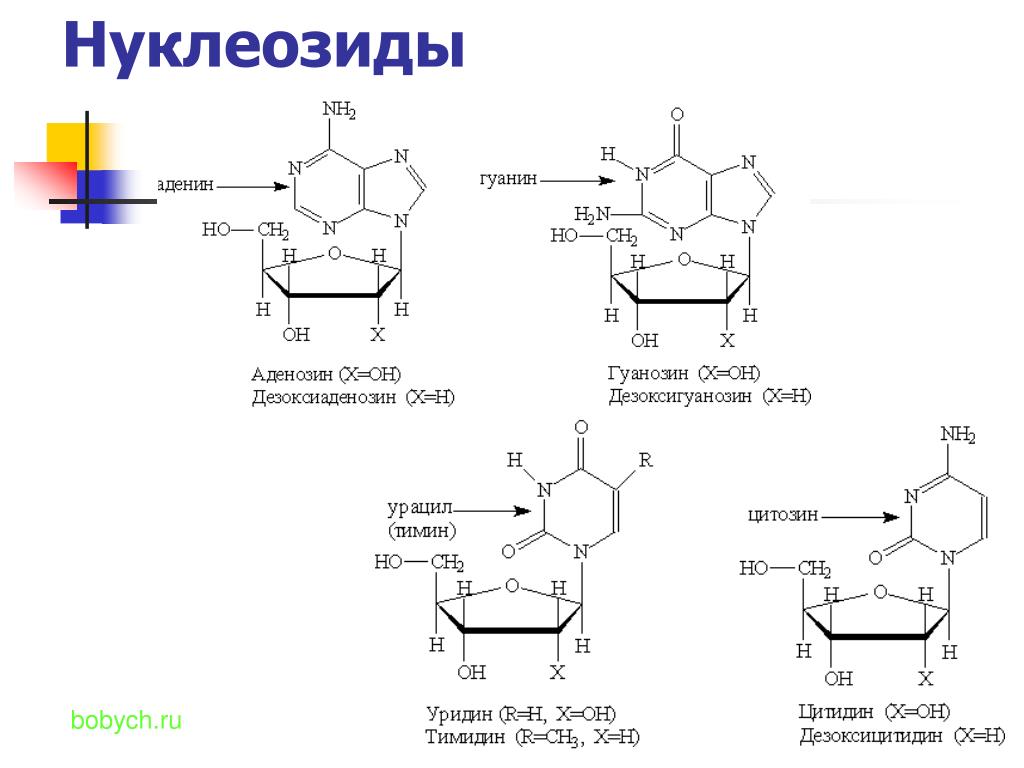 Схема образования дезоксицитидина