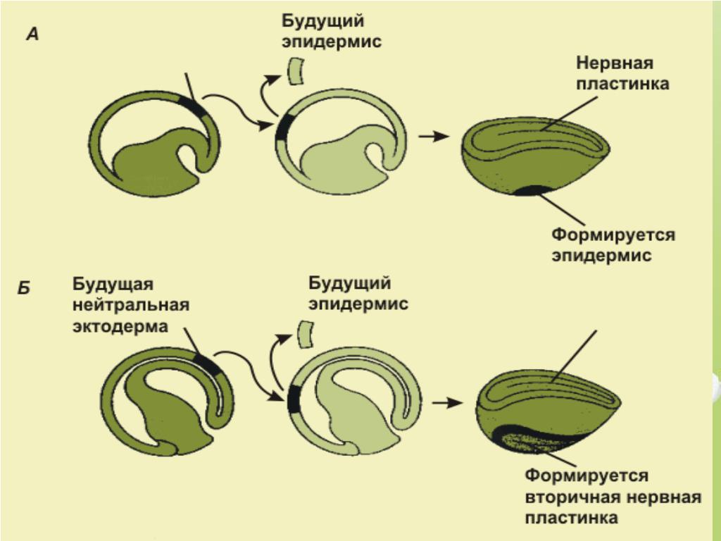 Индукция в биологии. Эмбриональная индукция. Эмбриональная индукция человека. Г Шпеман эмбриональная индукция. Механизмы онтогенеза эмбриональная индукция.
