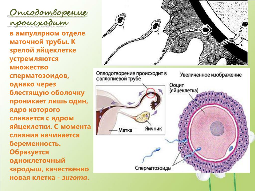 Оплодотворение это. Оплодотворение яйцеклетки спермием. Оплодотворение в матке схема. Оплодотворение яйцеклетки одним спермием это. Процесс оплодотворения яйцеклетки сперматозоидом.