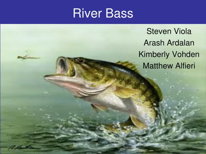 river bass n.