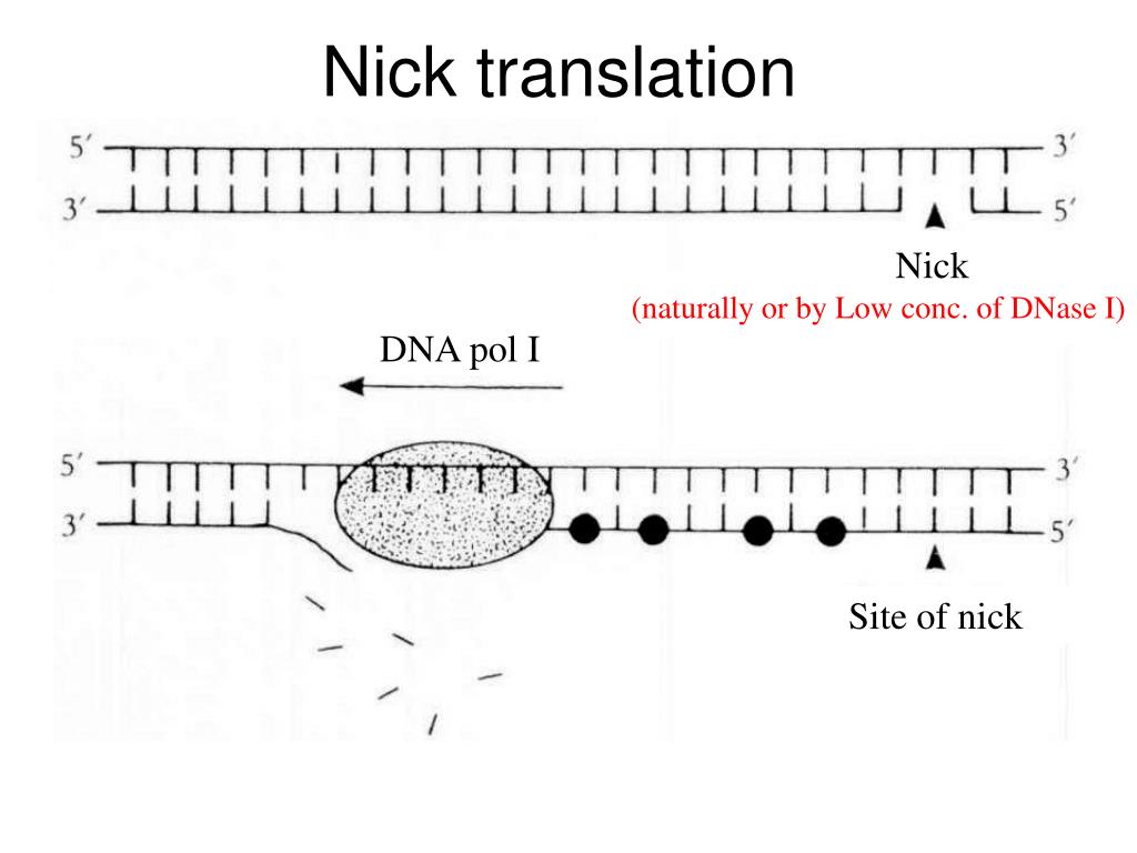 Nick перевести. Nick translation. Nick-трансляция. Экзонуклеазная активность ДНК полимеразы. Nicked DNA.