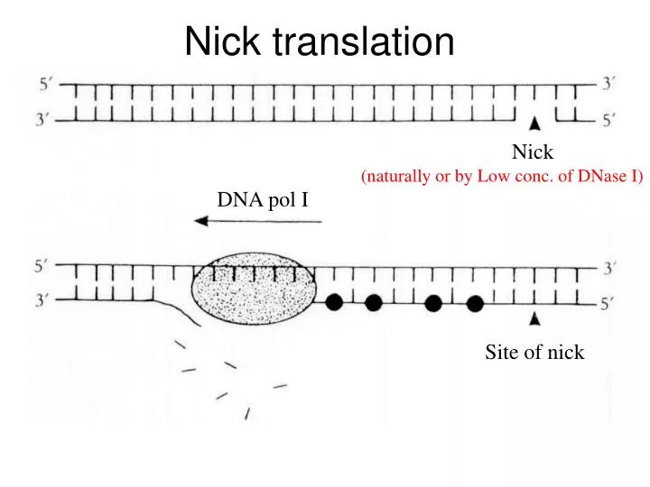 PPT Nick Translation PowerPoint Presentation ID 4678543 ppt-nick-translation-powerpoint-presentation-id-4678543