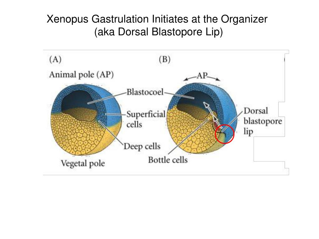 dorsal blastopore lip organizer