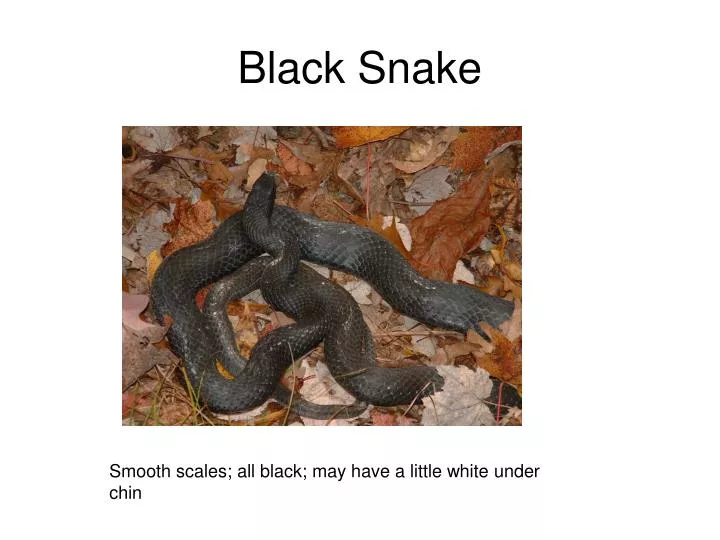black snake n.