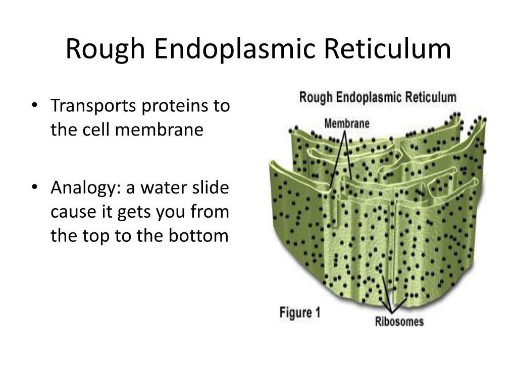 PPT - Vacuole PowerPoint Presentation; free download - ID:4682190