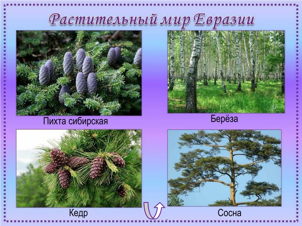 Какие леса в евразии. Растения на материке Евразия. Растения Евразии 4 класс. Растительный ми евразеии. Растительный и животный мир Евразии.