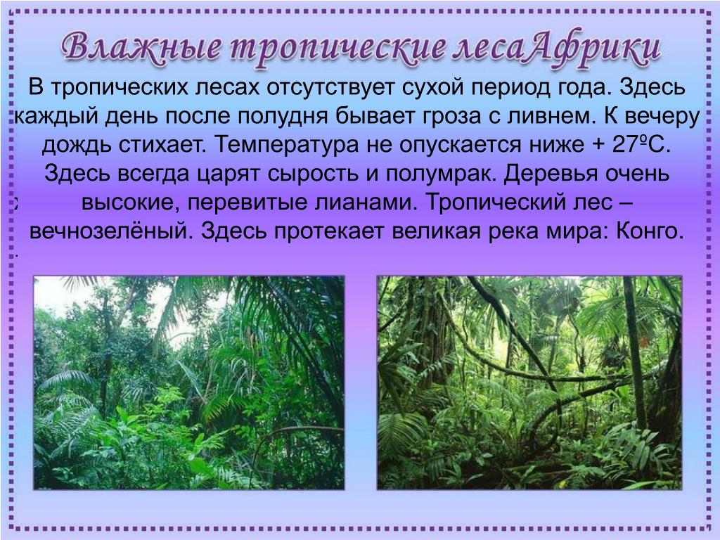 Характеристика тропического леса. Тропические леса сообщение. Тропический лес для детей 1 класса. Презентация на тему тропические леса. Тропический лес описание.