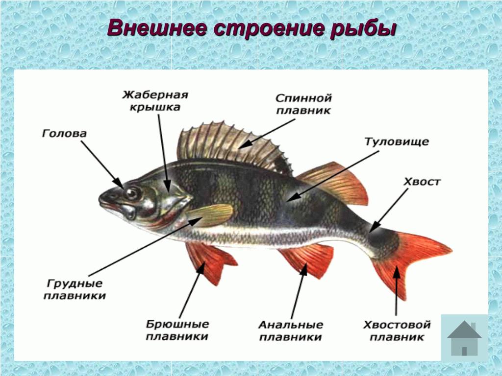 Передвижение рыб в воде. Внешнее строение рыб плавники. Внешнее строение костистой рыбы. Внешнее строение аквариумных рыбок. Внешнее строение рыбы с обозначениями.