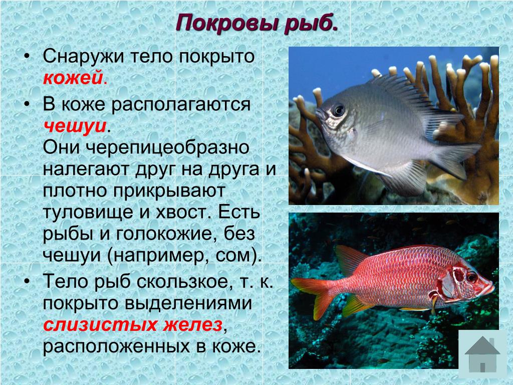 Основные функции рыбы. Покровы рыб. Покровы тела рыб. Особенности Покрова рыб. Строение покровов рыб.