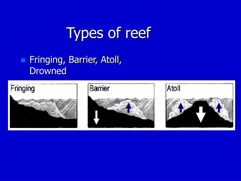 PPT - Coral Reef Ecosystems PowerPoint Presentation, free download - ID ...