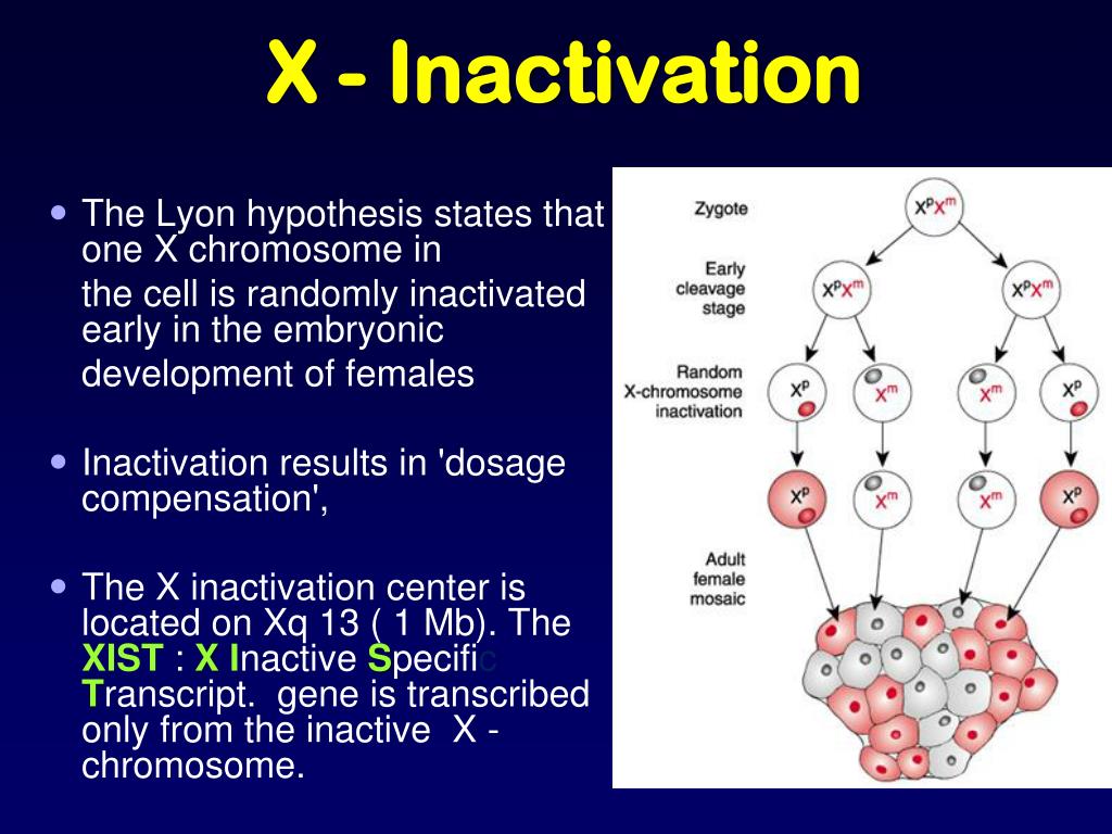 lyon's hypothesis