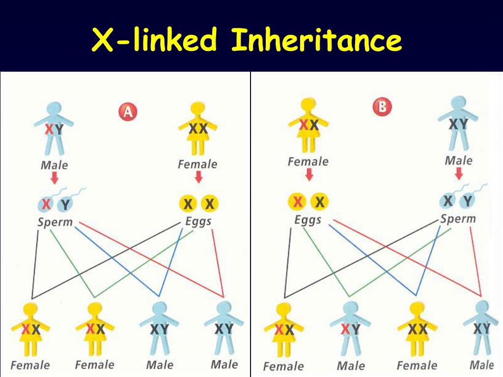 X Inheritance Chart