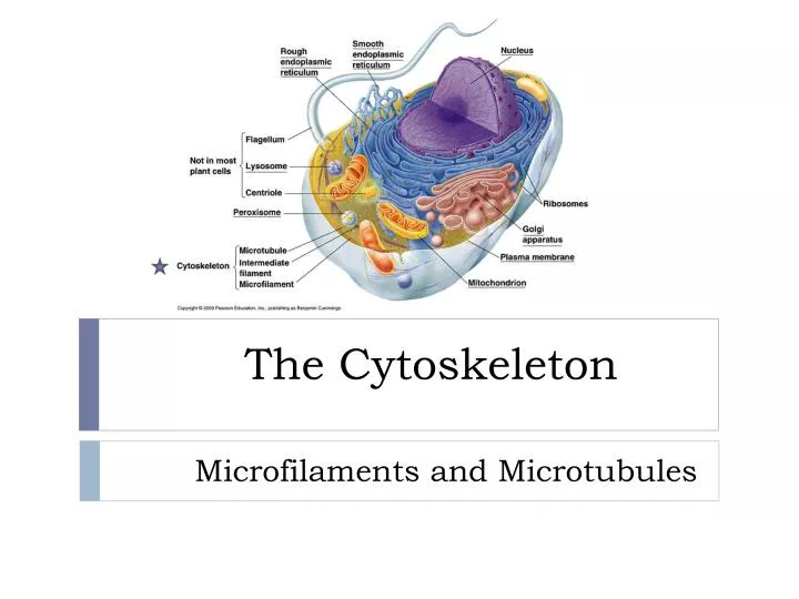 Plant Cell Diagram Microfilaments / A tour of the cell: Microfilaments - OpenLearn - Open ... - A plant cell differs from an animal cell in microfilaments are thin, filament like structures found in the cytosol, which contain actin subunits.