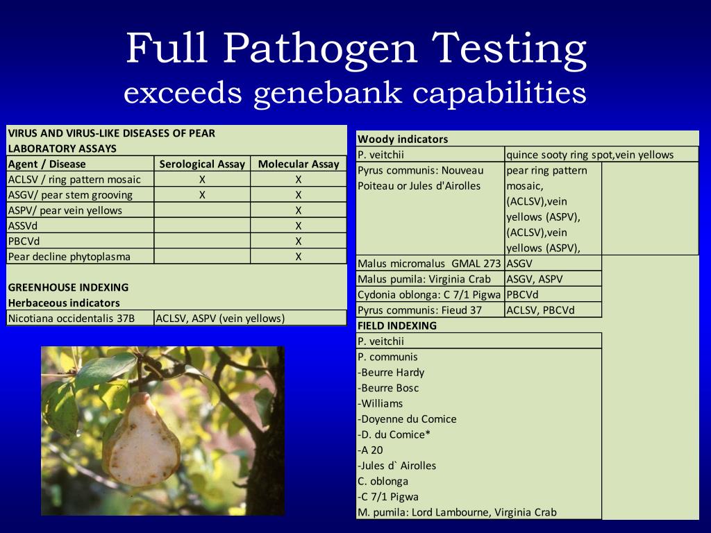 PPT - Enhancing Germplasm Resources: A Collaboration Between NPGS and ...