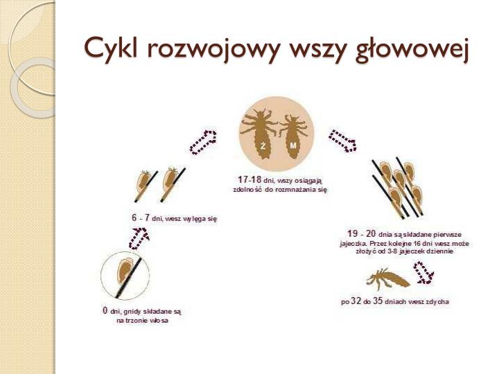 Cykl Rozwojowy Skrzypu Polnego PPT - WSZAWICA PowerPoint Presentation - ID:4688501
