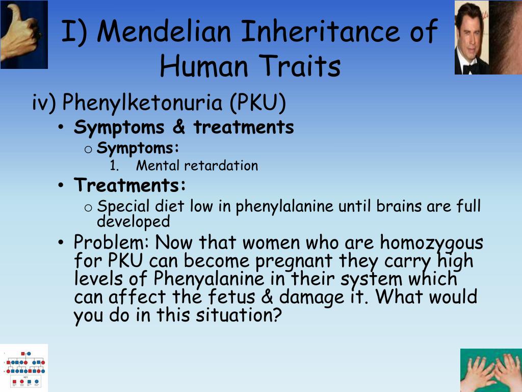 PPT Chapter 12 Patterns of Heredity and Human PowerPoint