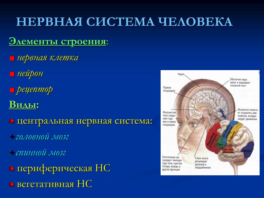 Центральная нервная система человека. Структуры центральной нервной системы. Элементы центральной нервной системы человека. Структура нервной системы человека психика.