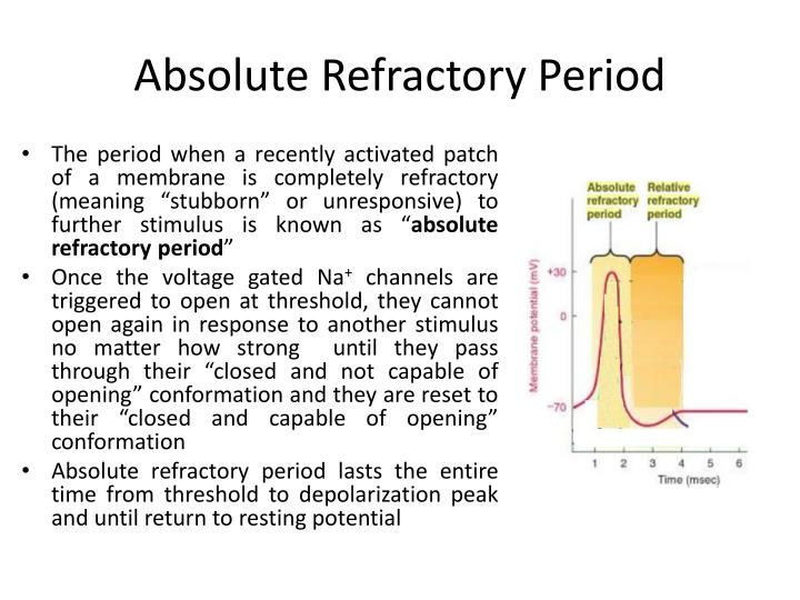 PPT Synaptic Transmission PowerPoint Presentation ID4691960