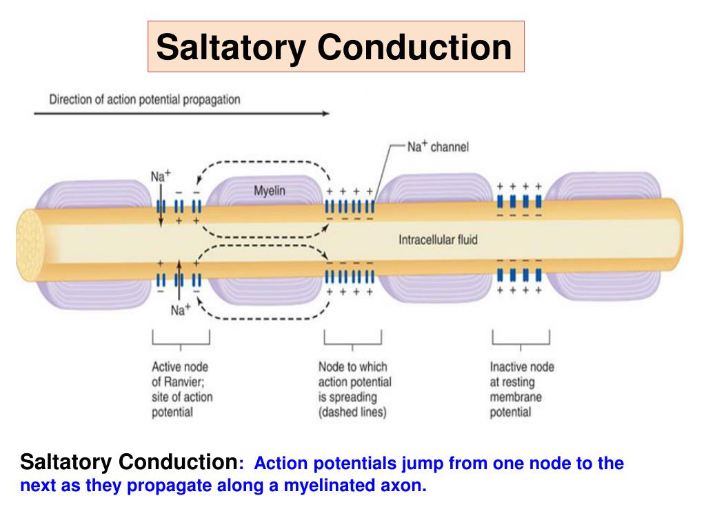 Action site. Saltatory Conduction. Миелин. Excitation Conduction in nerves. Conduction mechanisms.