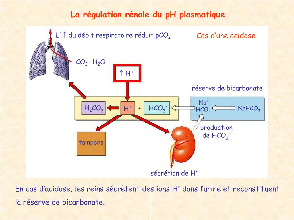 PPT - Physiologie des régulations (4) PowerPoint Presentation, free  download - ID:4696067