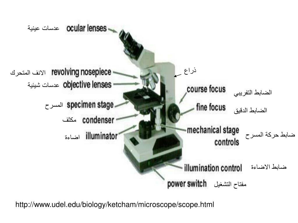 PPT - المجاهر Microscopes PowerPoint Presentation, free download -  ID:4698045