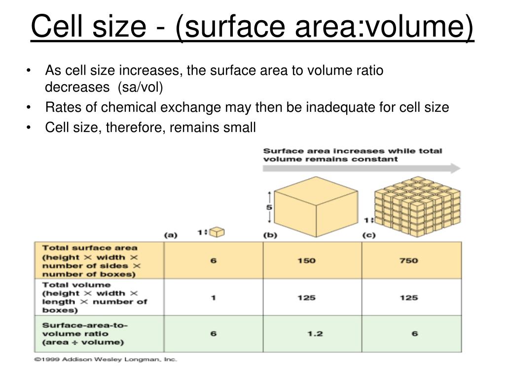 how surface area to volume ratio limits cell size