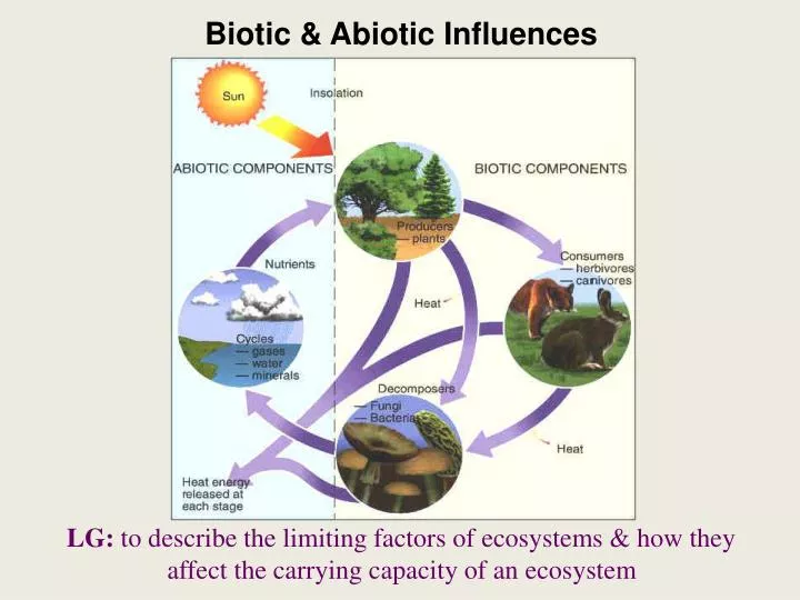 how abiotic factors affect the biota how abiotic factors affect the biota