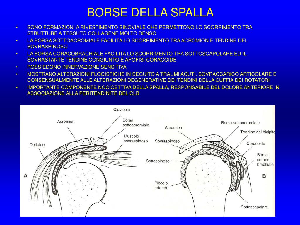 PPT - La Spalla PowerPoint Presentation, free download - ID:4699055