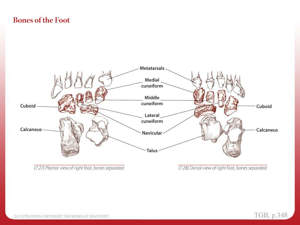 PPT - Chapter 7 Leg & Foot PowerPoint Presentation, free download - ID