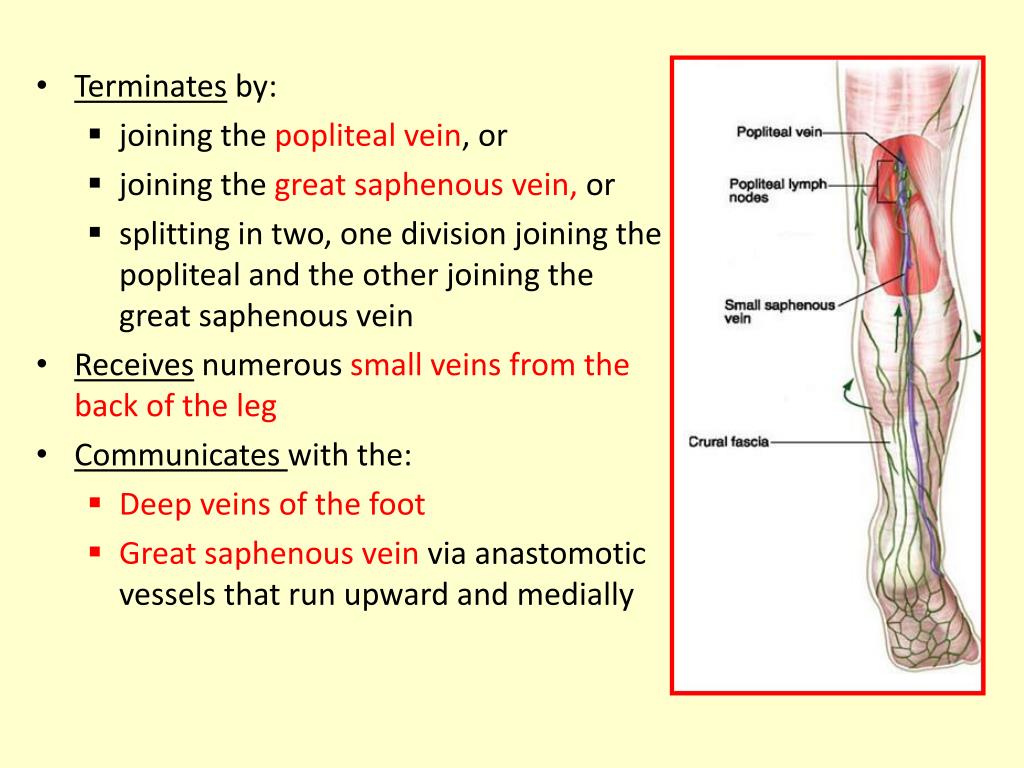 compartments of leg vessels compartments of leg vessels