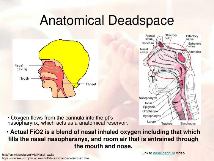 calculation for anatomical dead space