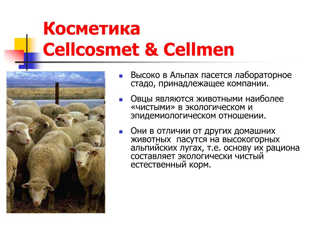 Овцеводство отрасль специализации. Крупнейшими районами овцеводства являются. Крупнейшим районом овцеводства является. Компания овцеводство в Кировской области. Символом чего является ягненок.