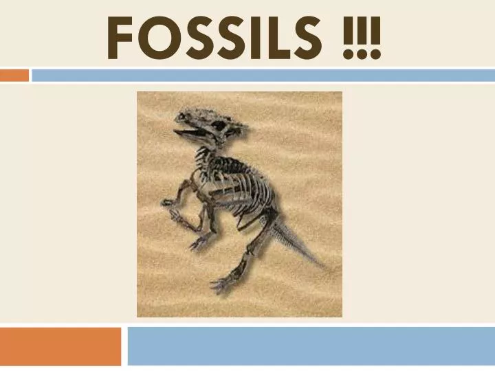 fossils n.