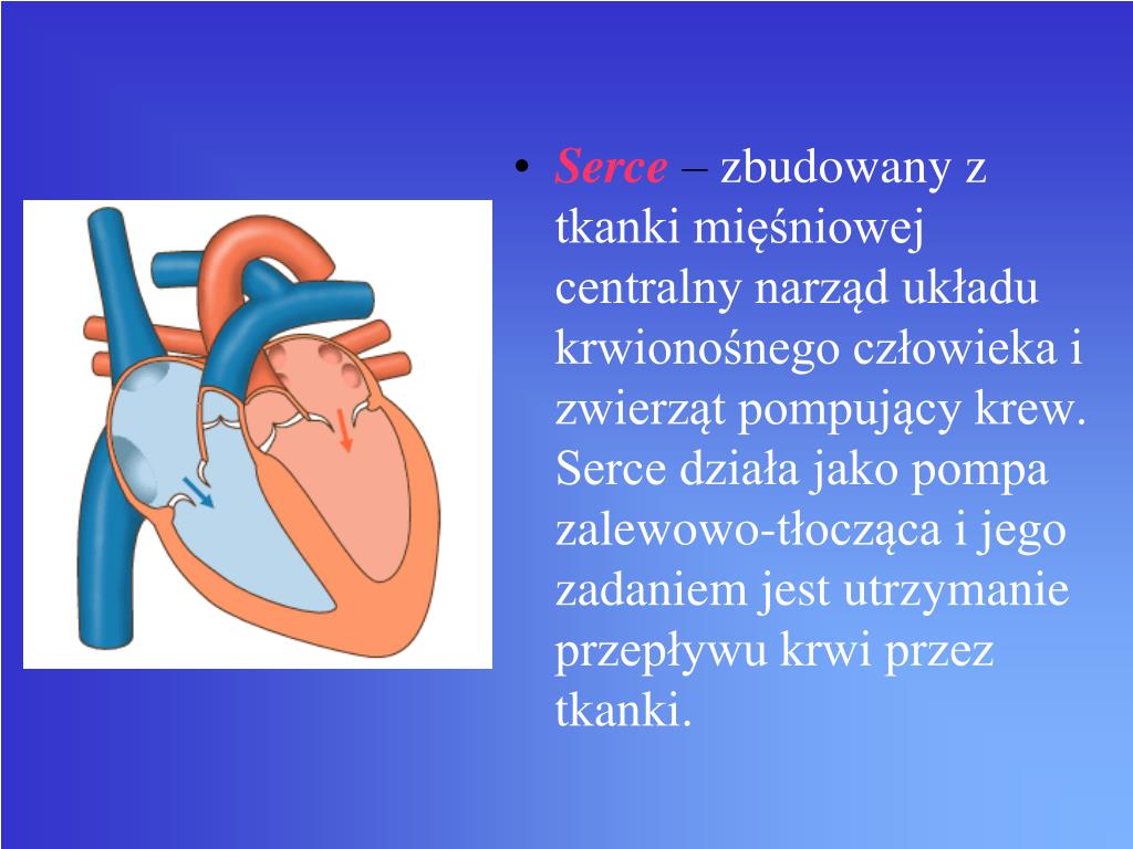 Z Jakiej Tkanki Zbudowane Jest Serce PPT - BUDOWA I ROLA SERCA PowerPoint Presentation, free download - ID