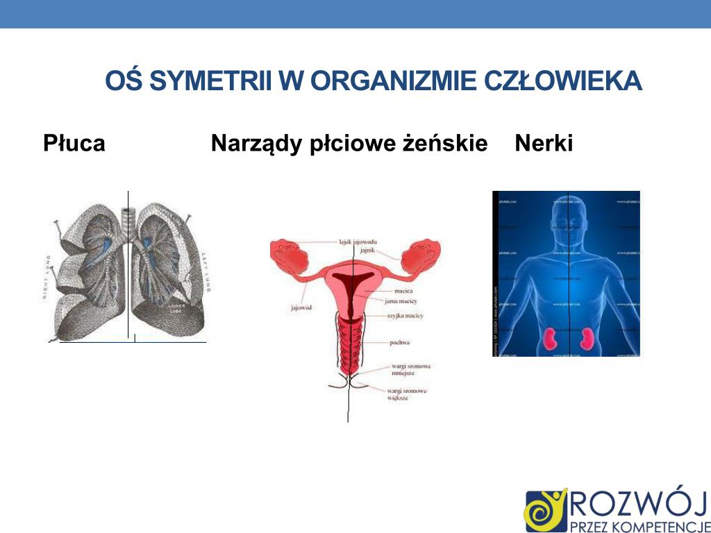 Narządy Płciowe żeńskie Prezentacja PPT - Dane INFORMACYJNE PowerPoint Presentation, free download - ID:4704902