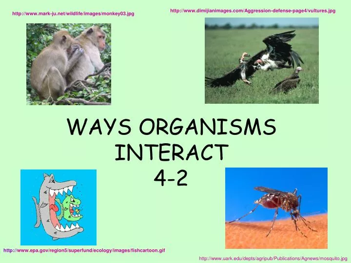ways organisms interact 4 2 n.