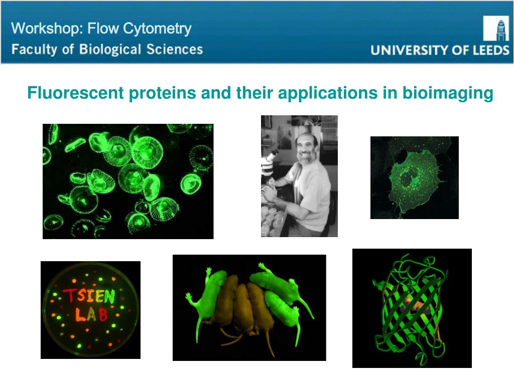 PPT - LBFF: Leeds Bioimaging and Flow Cytometry Facility PowerPoint ...