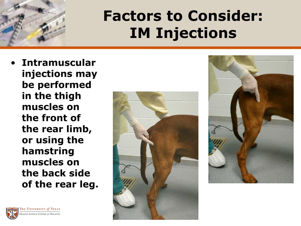 intramuscular injection sites in dogs